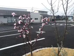 アーモンドの花が咲きました ほしの耳鼻咽喉科クリニック